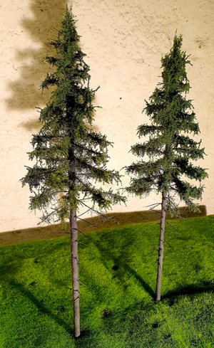 FREON SG2 Mountain Spruce - Świerk Wysokogórski Większy 18/20 cm 3 sztuki – zdjęcie 3
