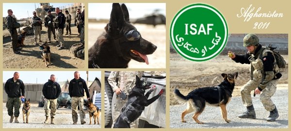 ToRo Modèle 35F111 PKW Afghanistan - Chien sapeur avec guide / Armée polonaise en Afghanistan - Figurine de soldat avec chien sapeur et décalcomanies à l&amp;#39;échelle 1/35  – image 3