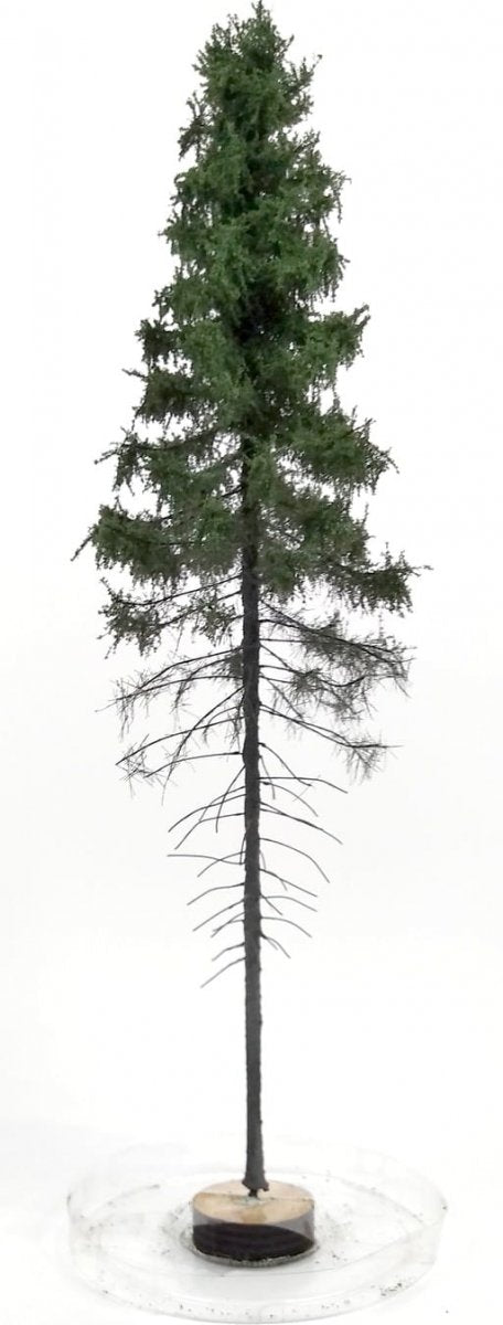 FREON SGPW1 Mountain Spruce - Świerk Górski wysokopienny - wysokość 28-30 cm