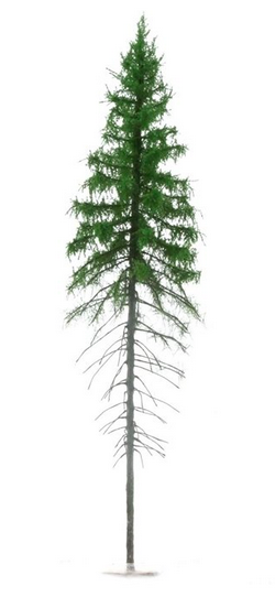 FREON SG2 Mountain Spruce - Świerk Wysokogórski Większy 18/20 cm 3 sztuki