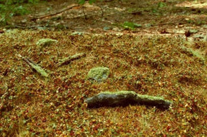 Model Scene F603S Forest base - late summer 1/35
