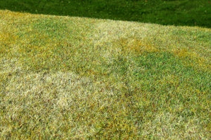 Model Scene F003 Cut Meadow - Late Summer – imagen 2